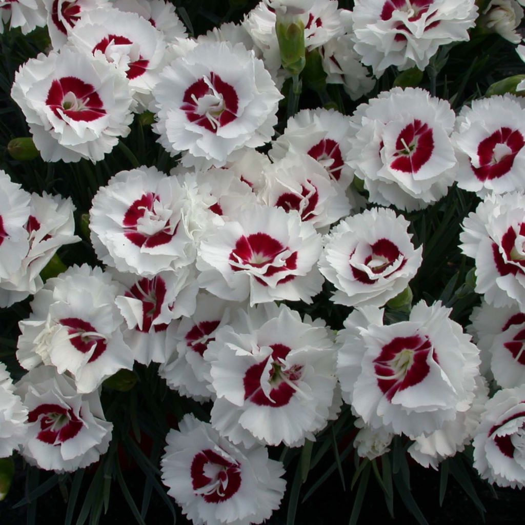 Dianthus plumarius Scent First Coconut Sundae - Oeillet mignardise