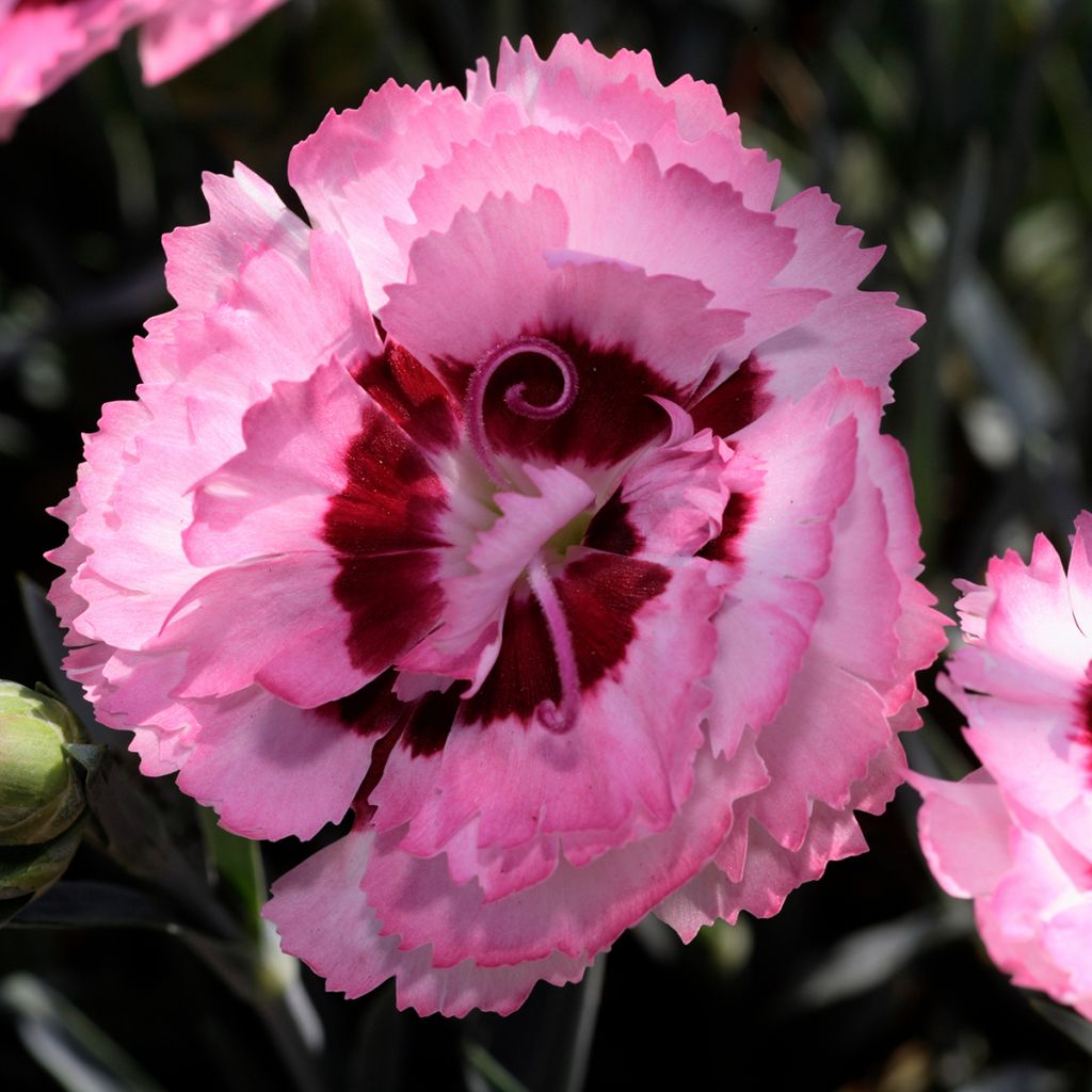 Dianthus plumarius Scent First Raspberry Sundae - Garofano strisciante