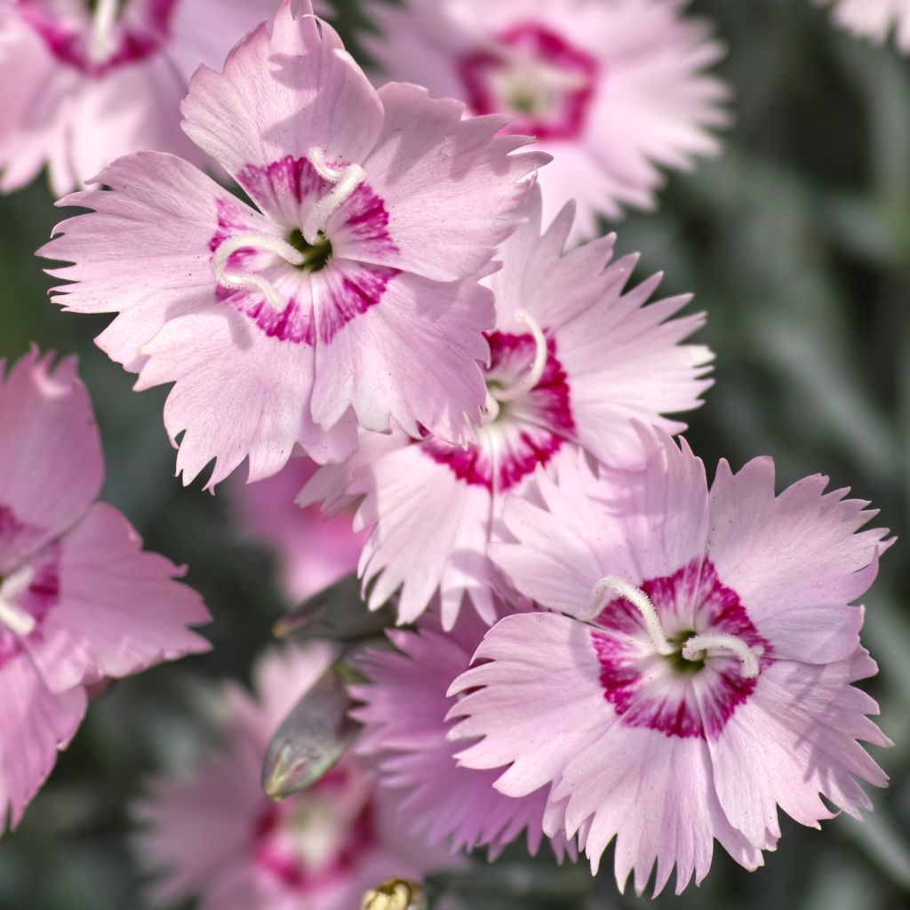 Dianthus spiculifolius - Garofano