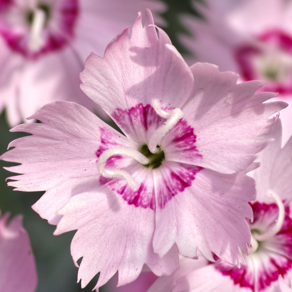 Dianthus spiculifolius - Garofano