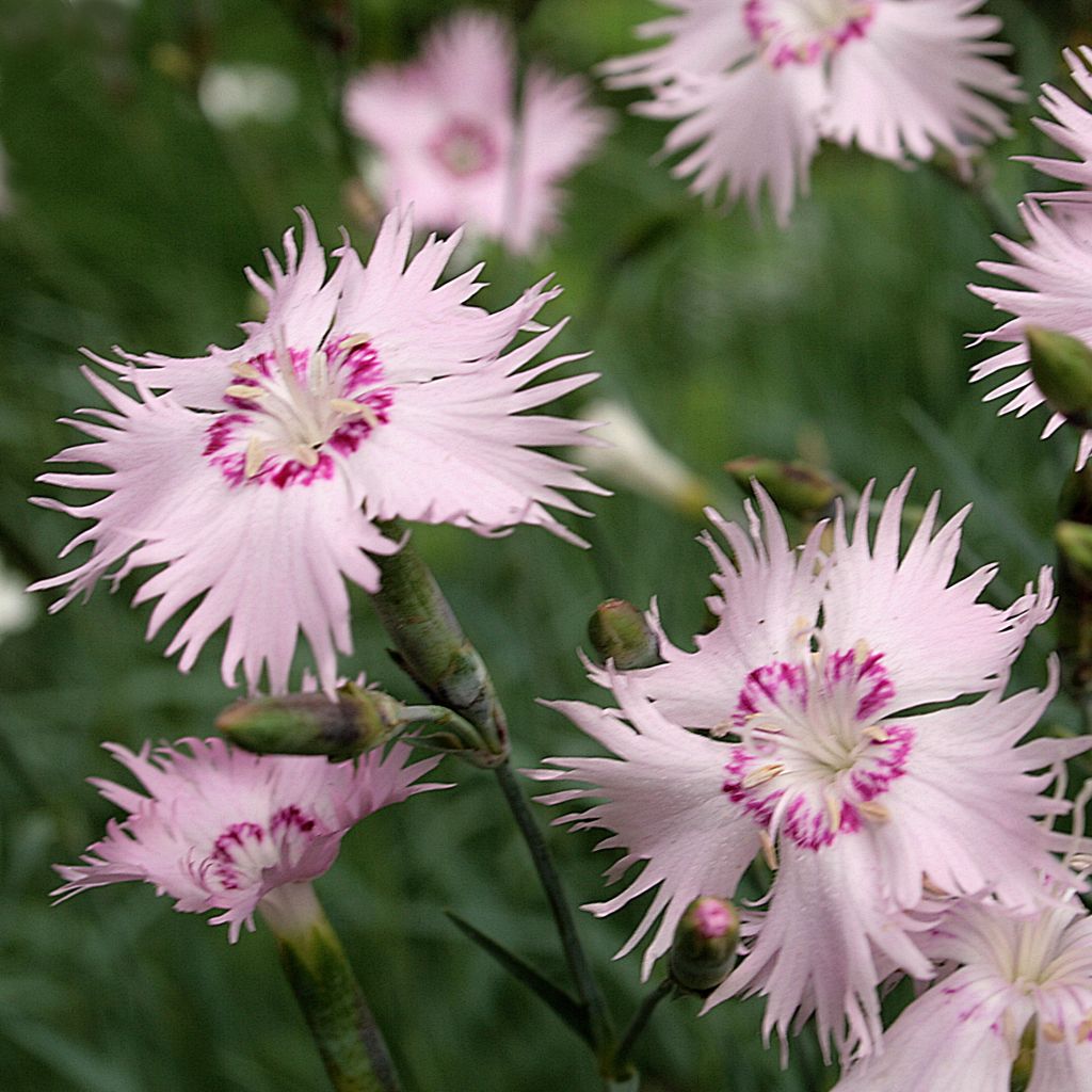 Dianthus spiculifolius - Garofano