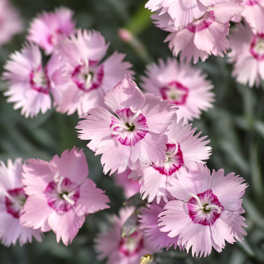 Dianthus spiculifolius - Garofano