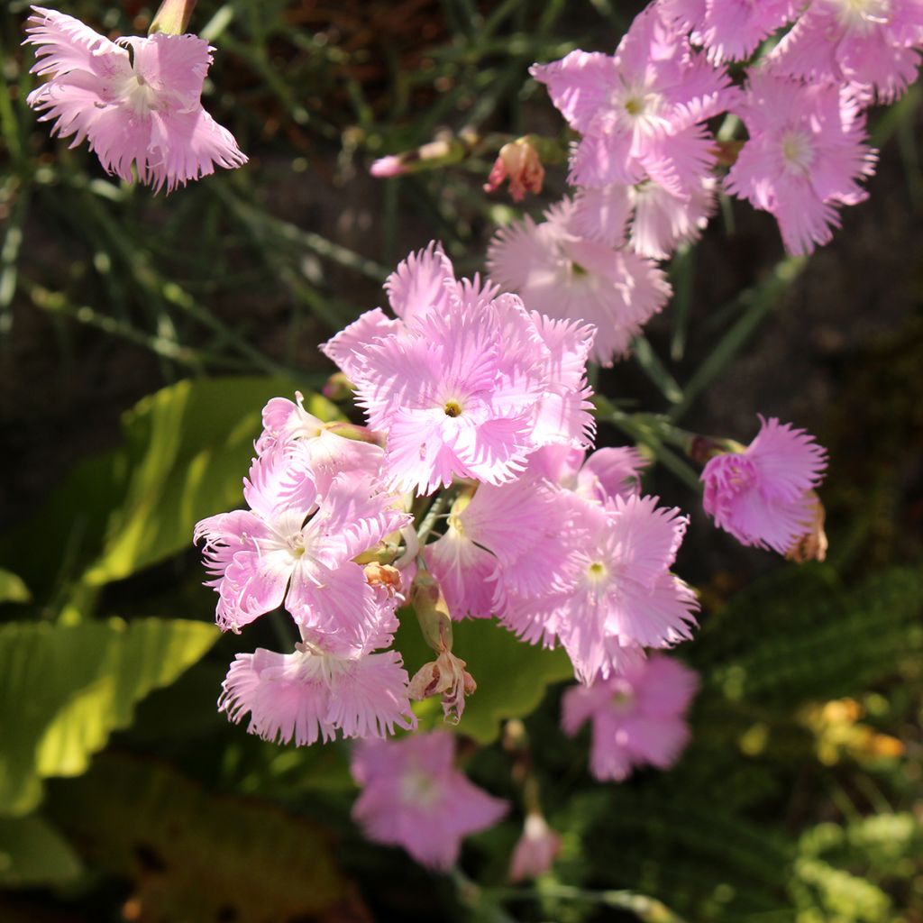 Dianthus spiculifolius - Garofano