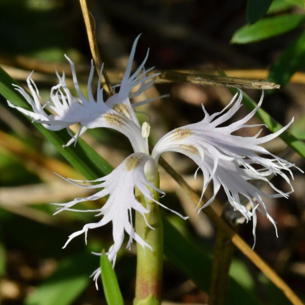 Dianthus superbus - Garofanino frangiato