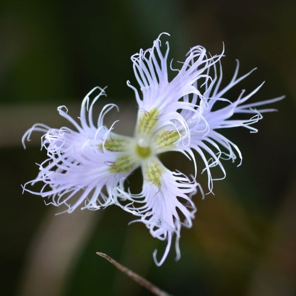 Dianthus superbus - Garofanino frangiato