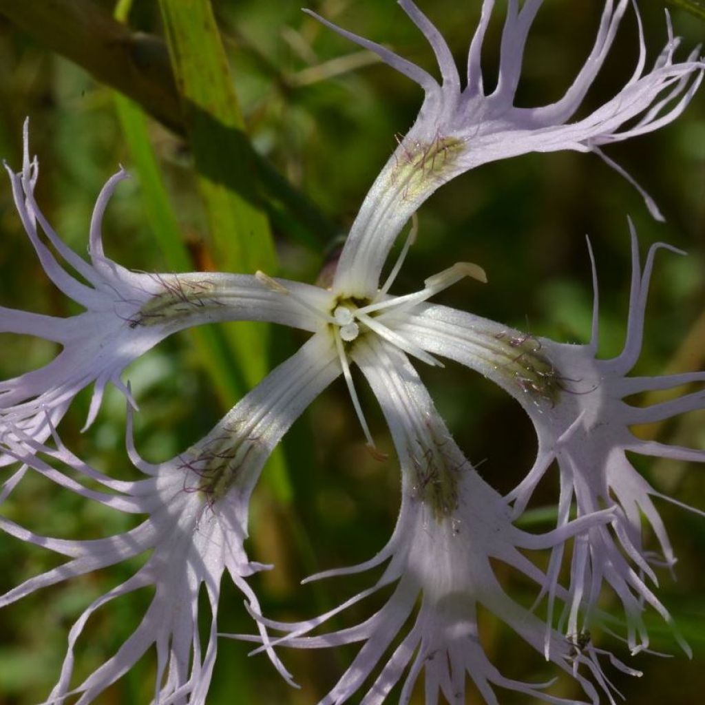 Dianthus superbus - Garofanino frangiato