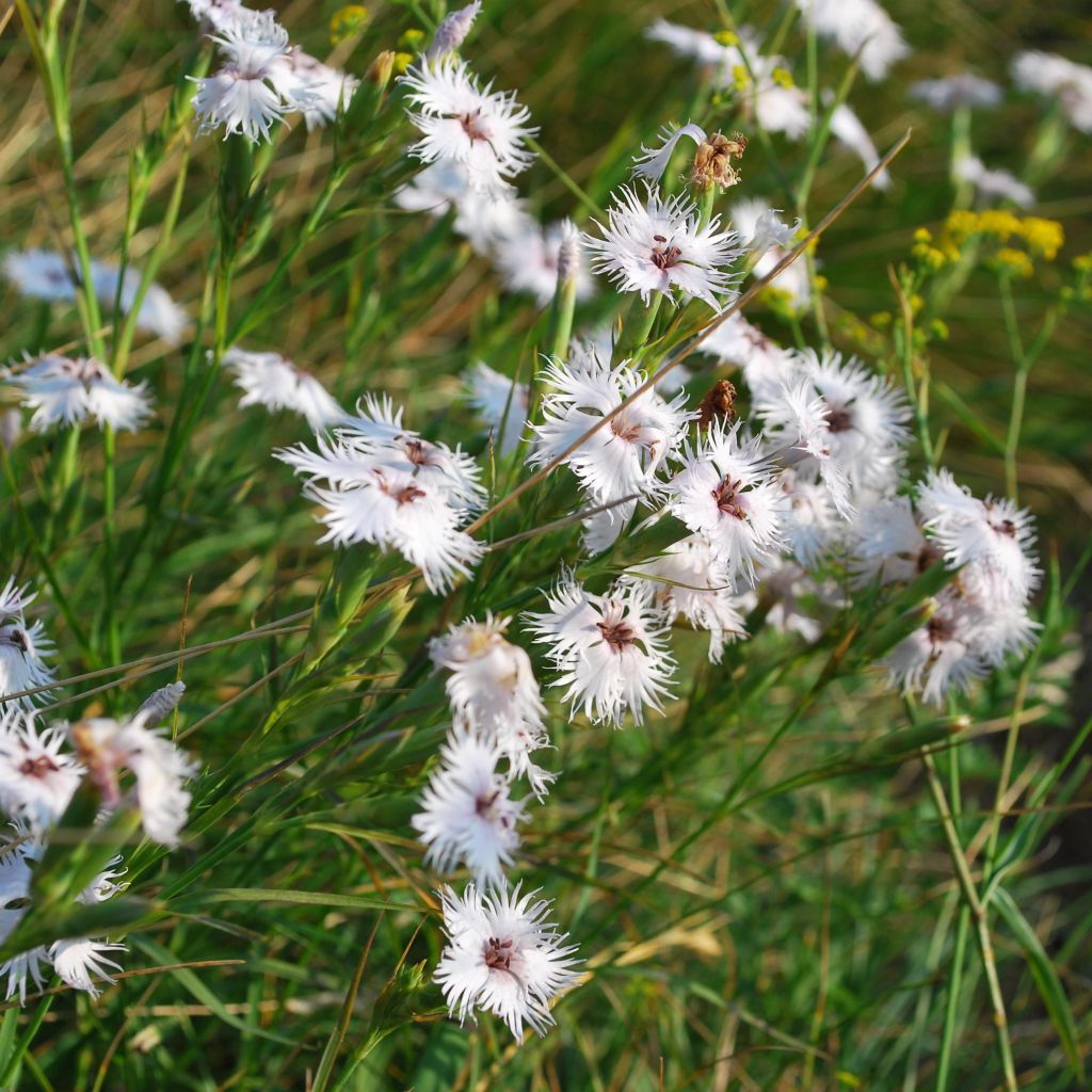 Dianthus superbus - Garofanino frangiato