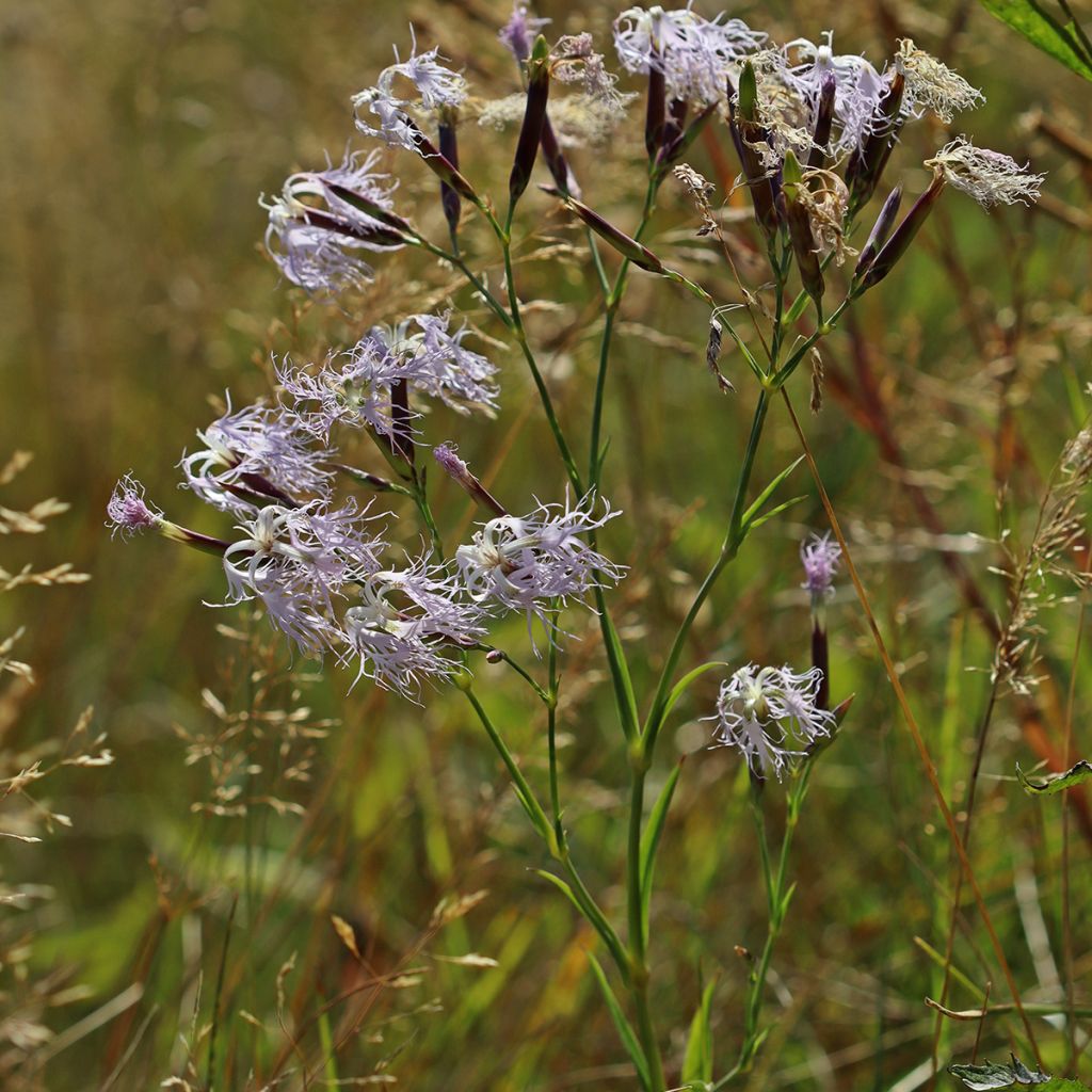 Dianthus superbus - Garofanino frangiato