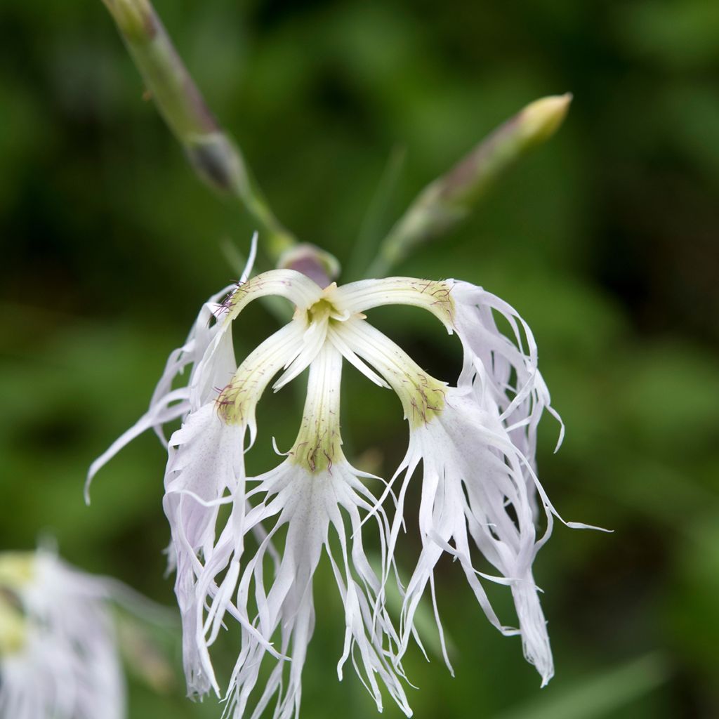 Dianthus superbus - Garofanino frangiato