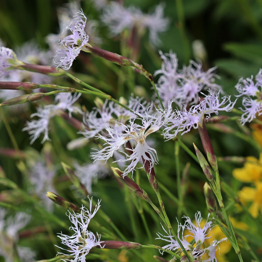 Dianthus superbus - Garofanino frangiato