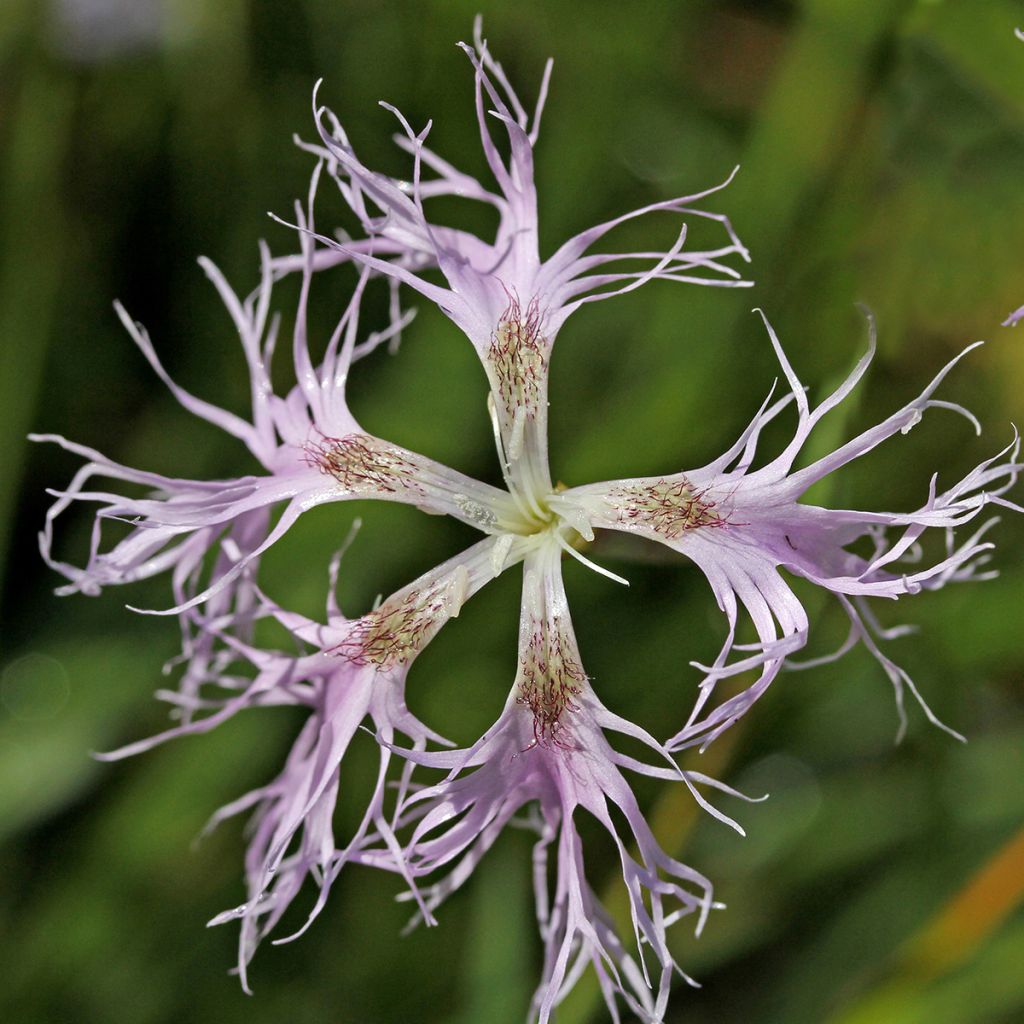 Dianthus superbus - Garofanino frangiato