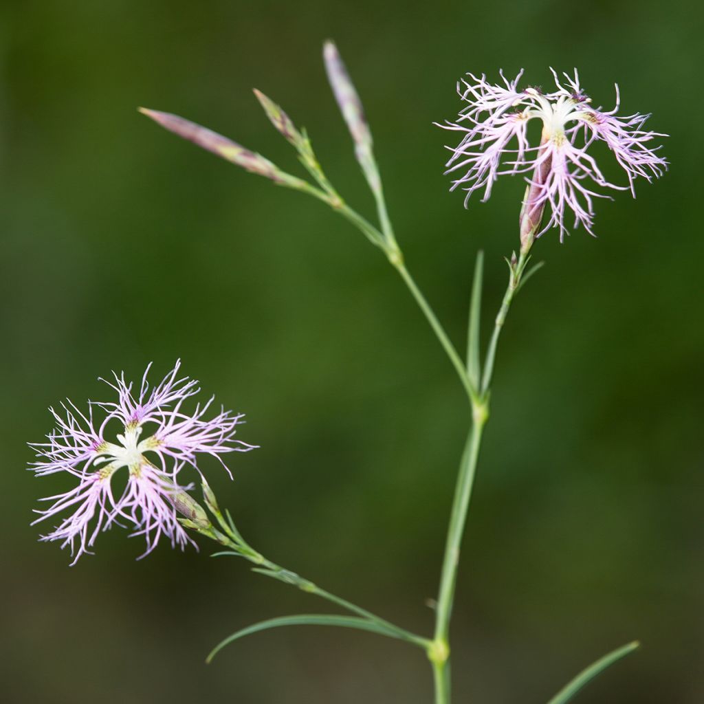 Dianthus superbus - Garofanino frangiato