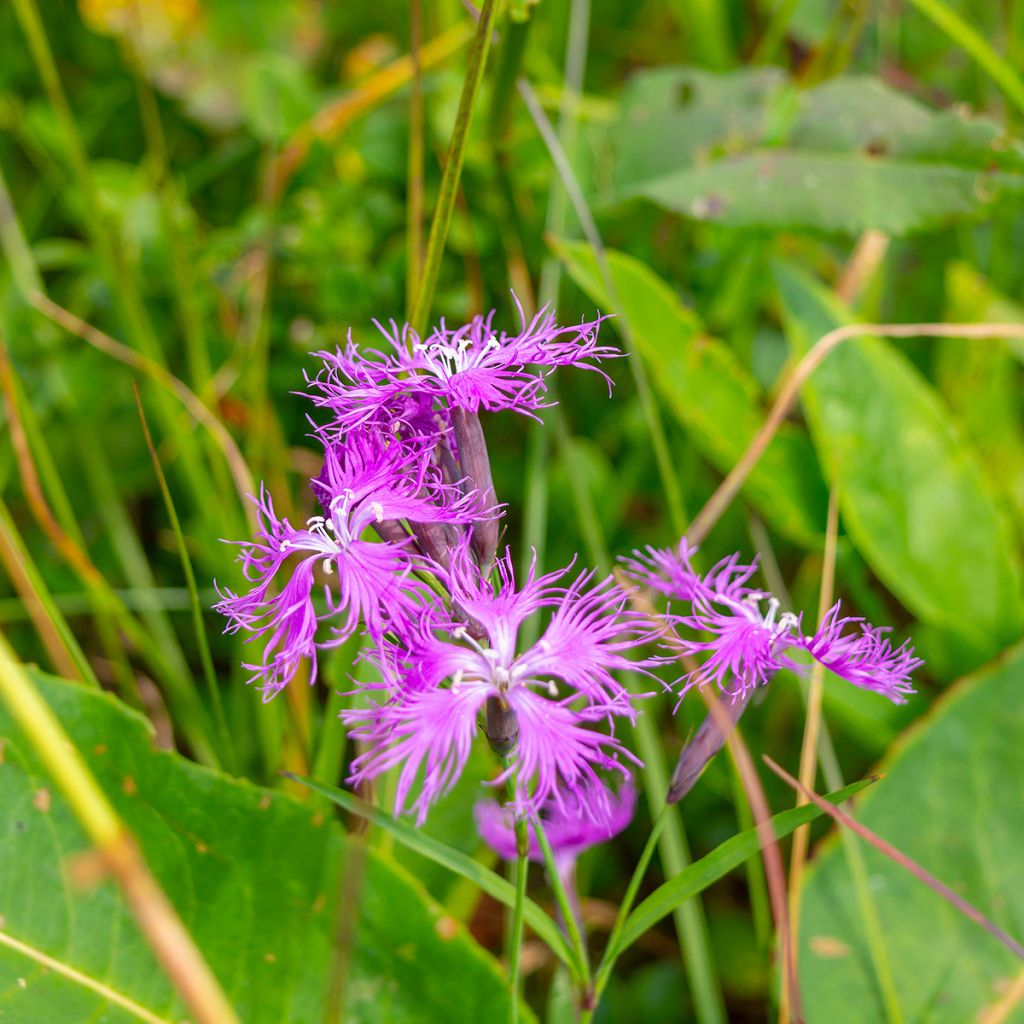 Dianthus superbus Primadonna - Garofanino frangiato