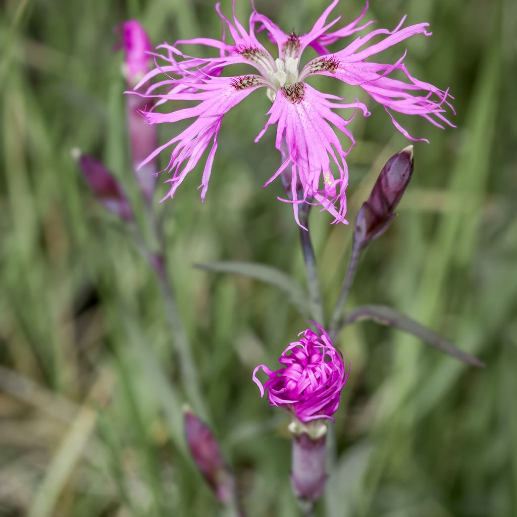 Dianthus superbus Primadonna - Garofanino frangiato