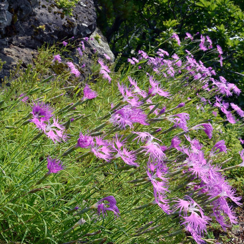 Dianthus superbus Primadonna - Garofanino frangiato