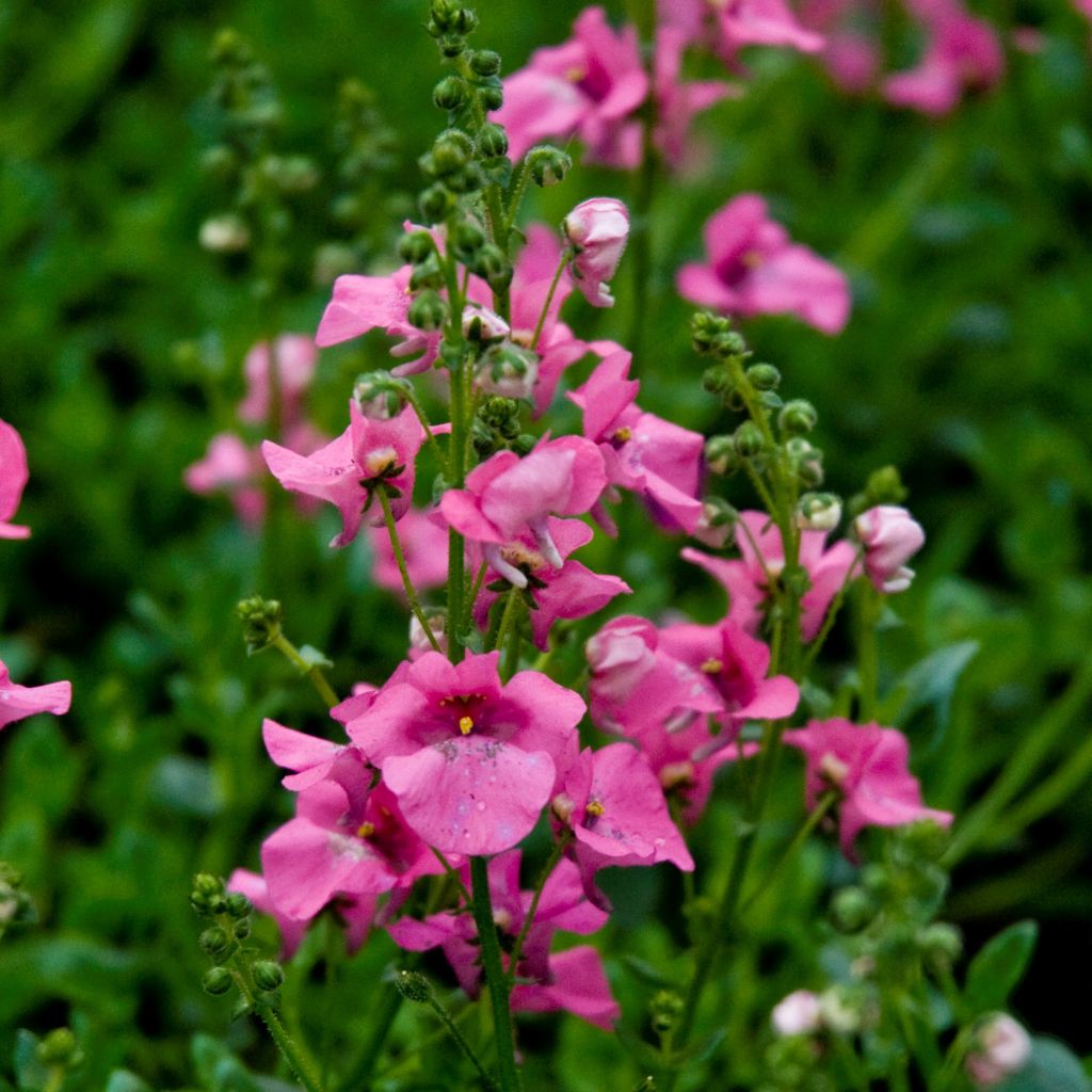 Diascia barberae Ruby Field