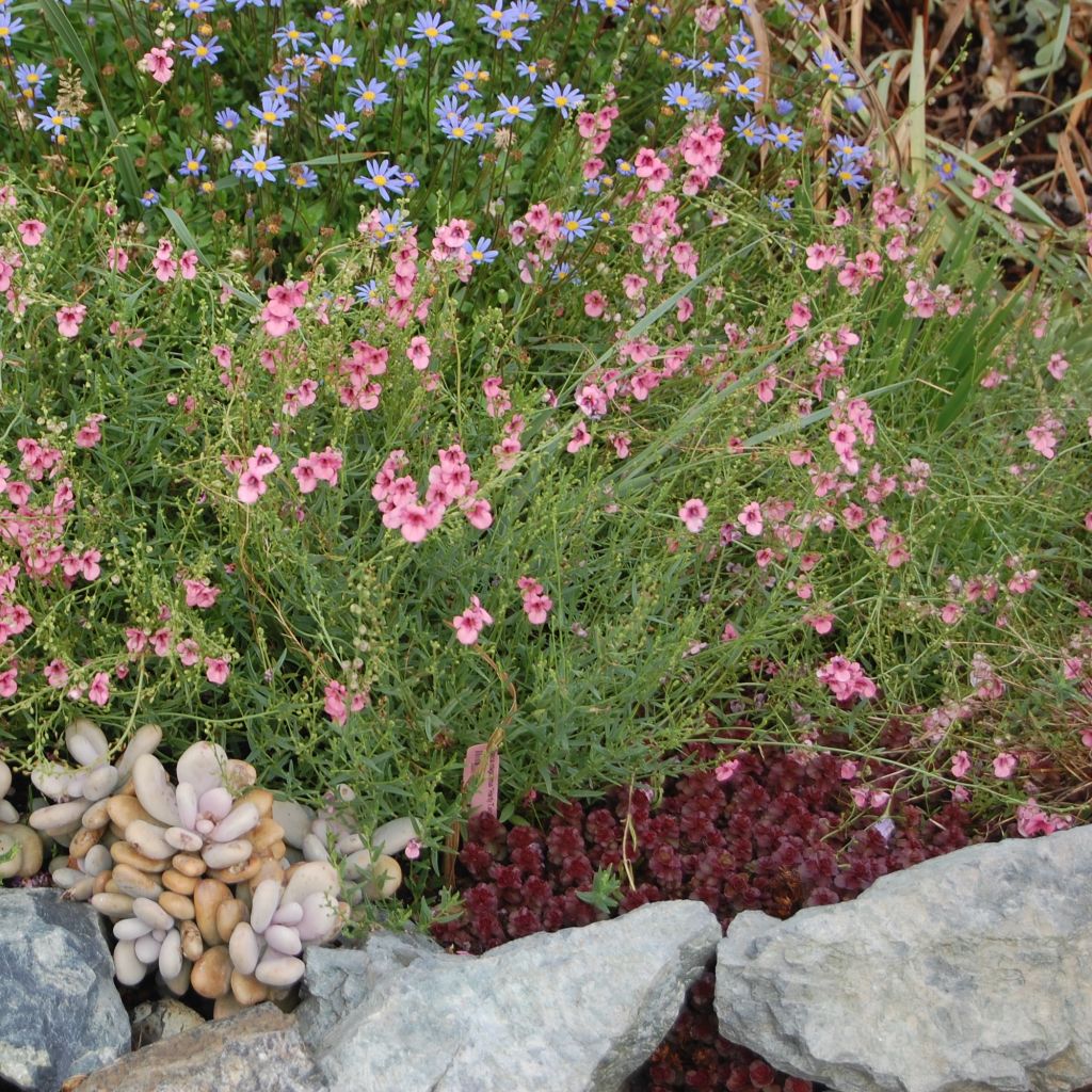 Diascia integerrima