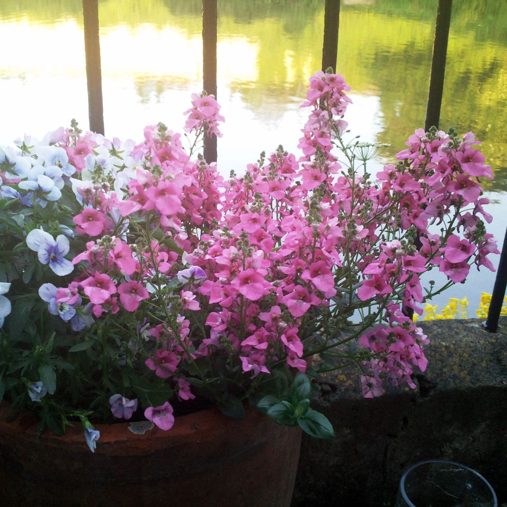 Diascia integerrima