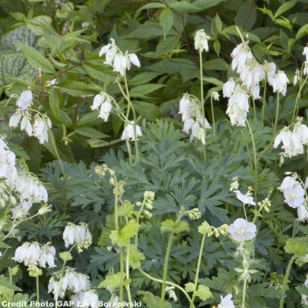 Coeur de Marie - Dicentra formosa Aurora