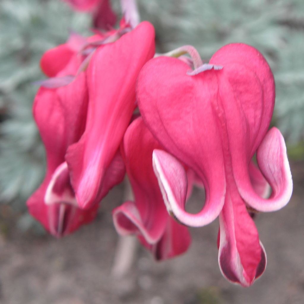 Coeur de Marie rouge - Dicentra Burning Hearts®