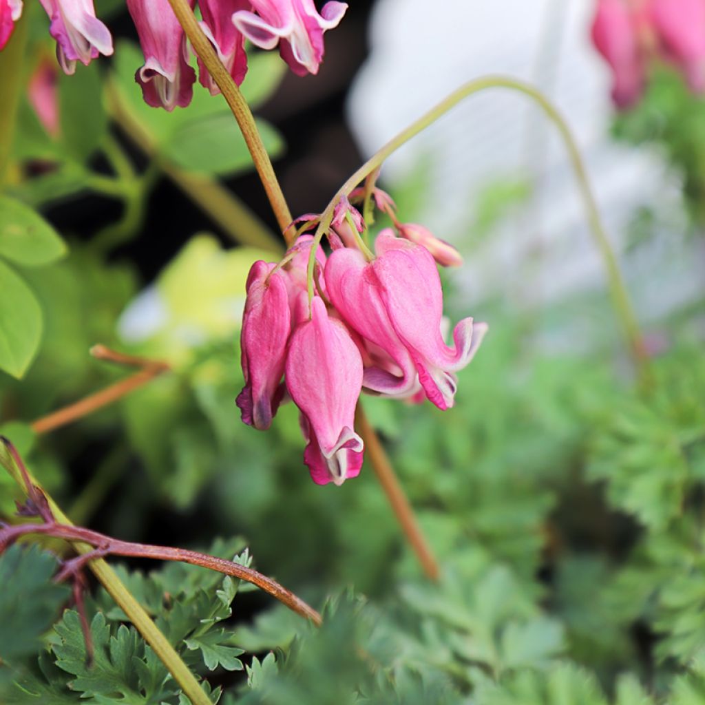 Dicentra Pink Diamonds - Coeur de Marie