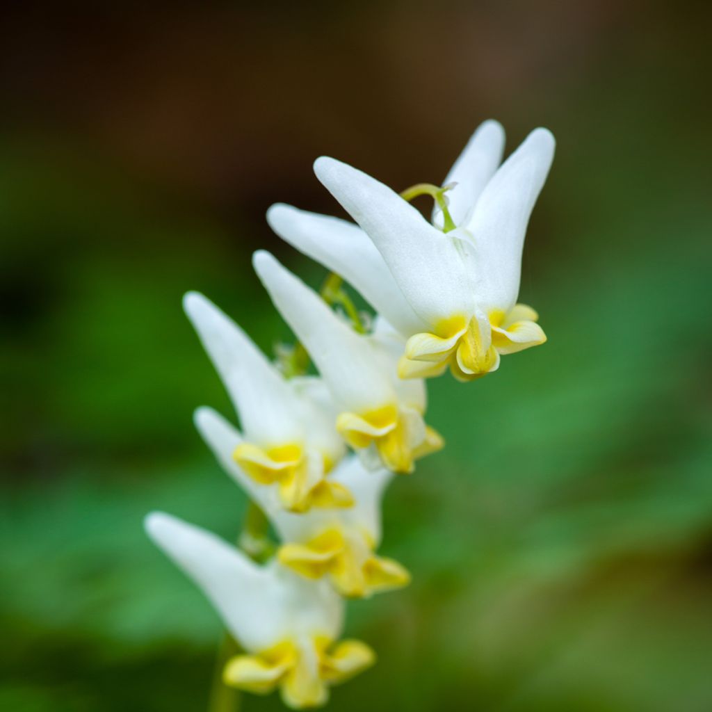 Dicentra cucullaria