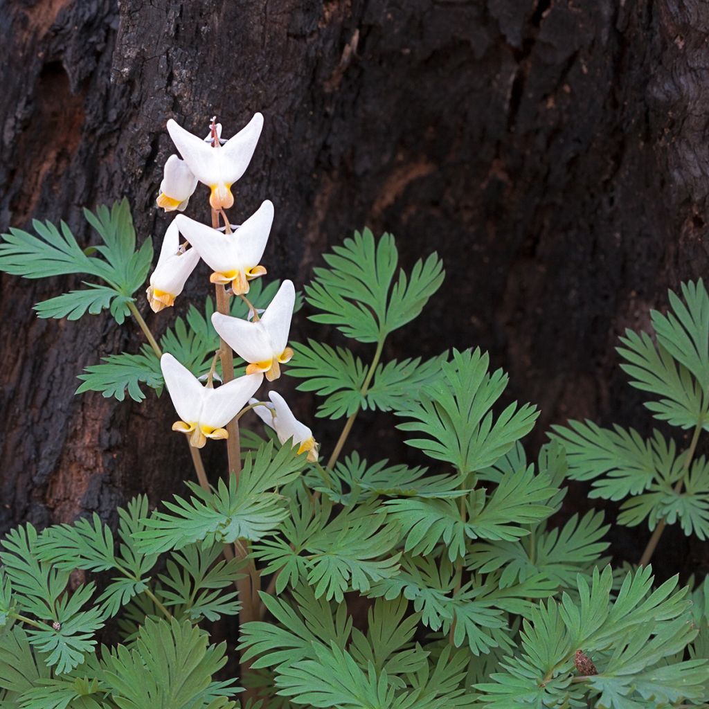 Dicentra cucullaria