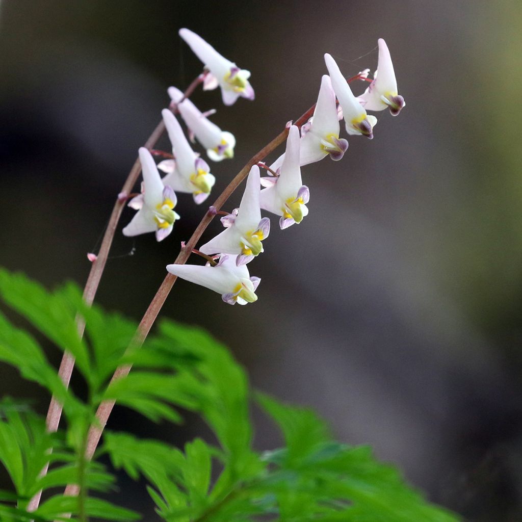 Dicentra cucullaria