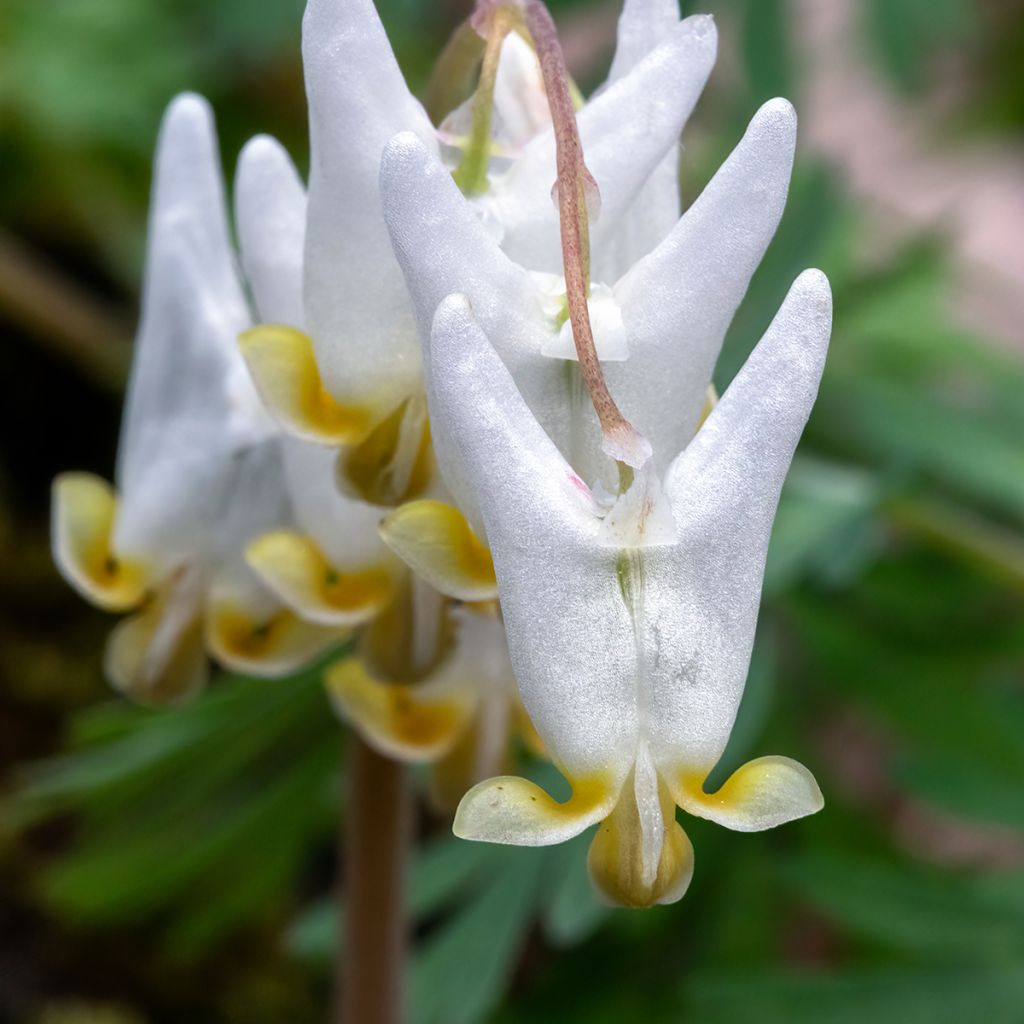 Dicentra cucullaria