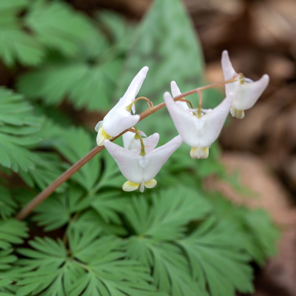 Dicentra cucullaria