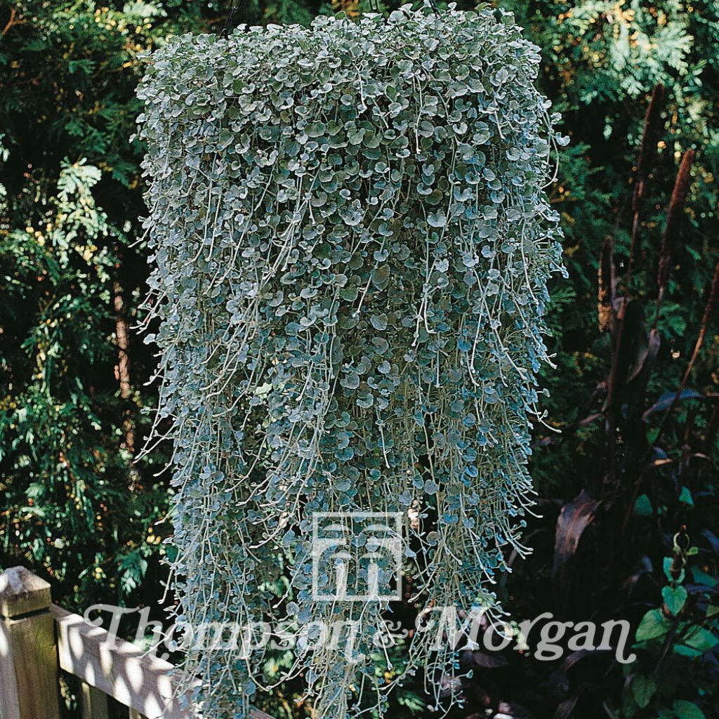 Dichondra argentea Silver Falls (semi)