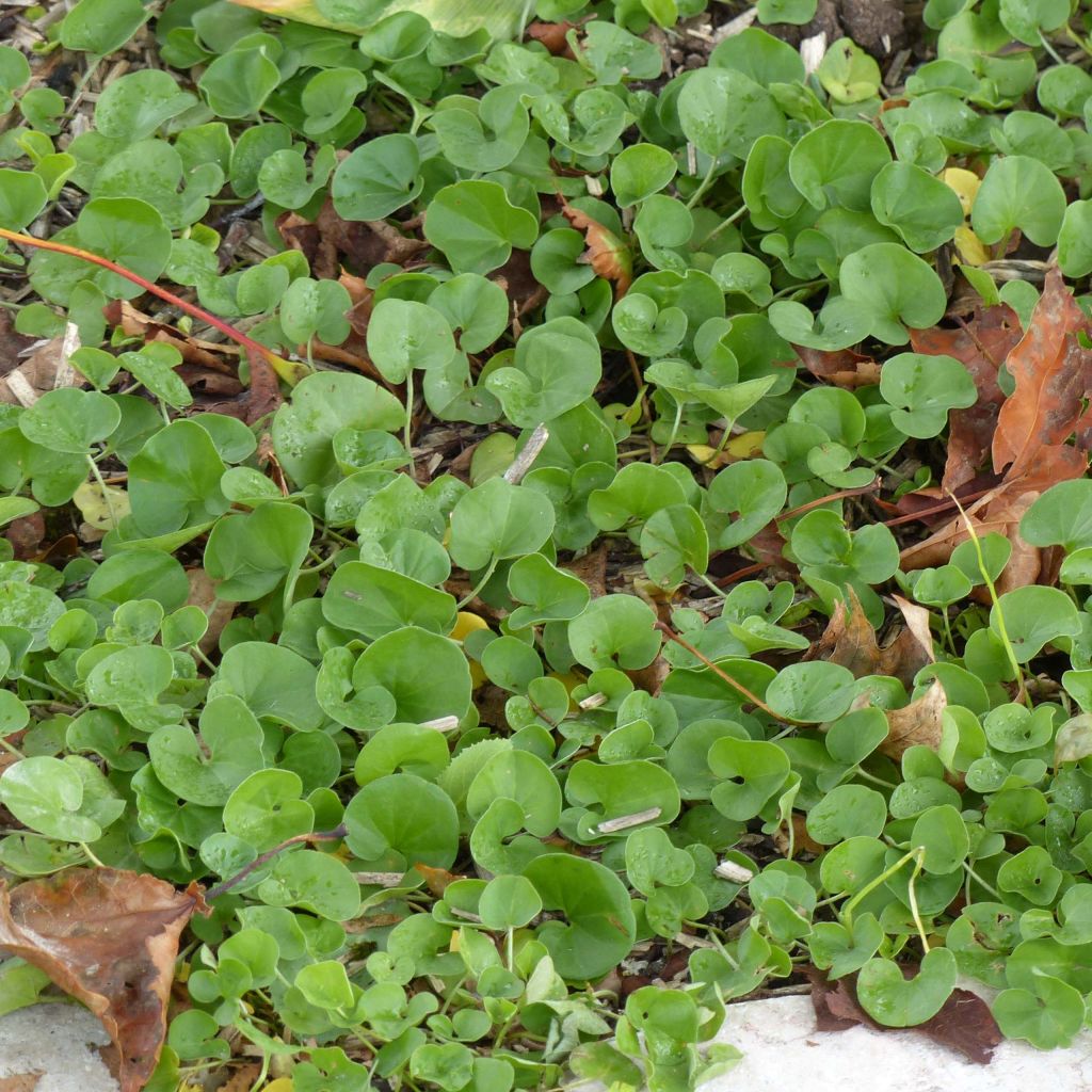 Dichondra repens - Dichondra rampant