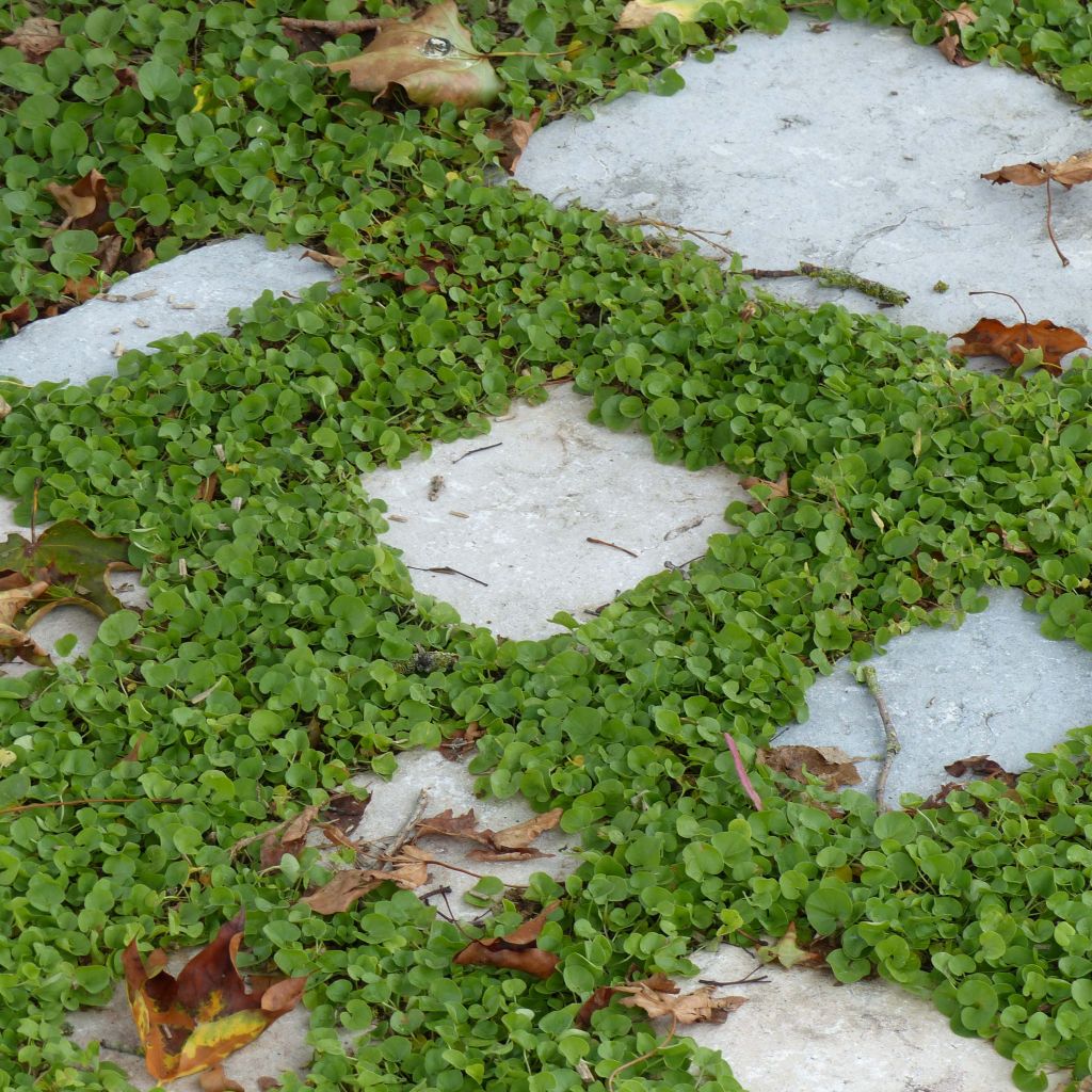 Dichondra repens - Dichondra rampant