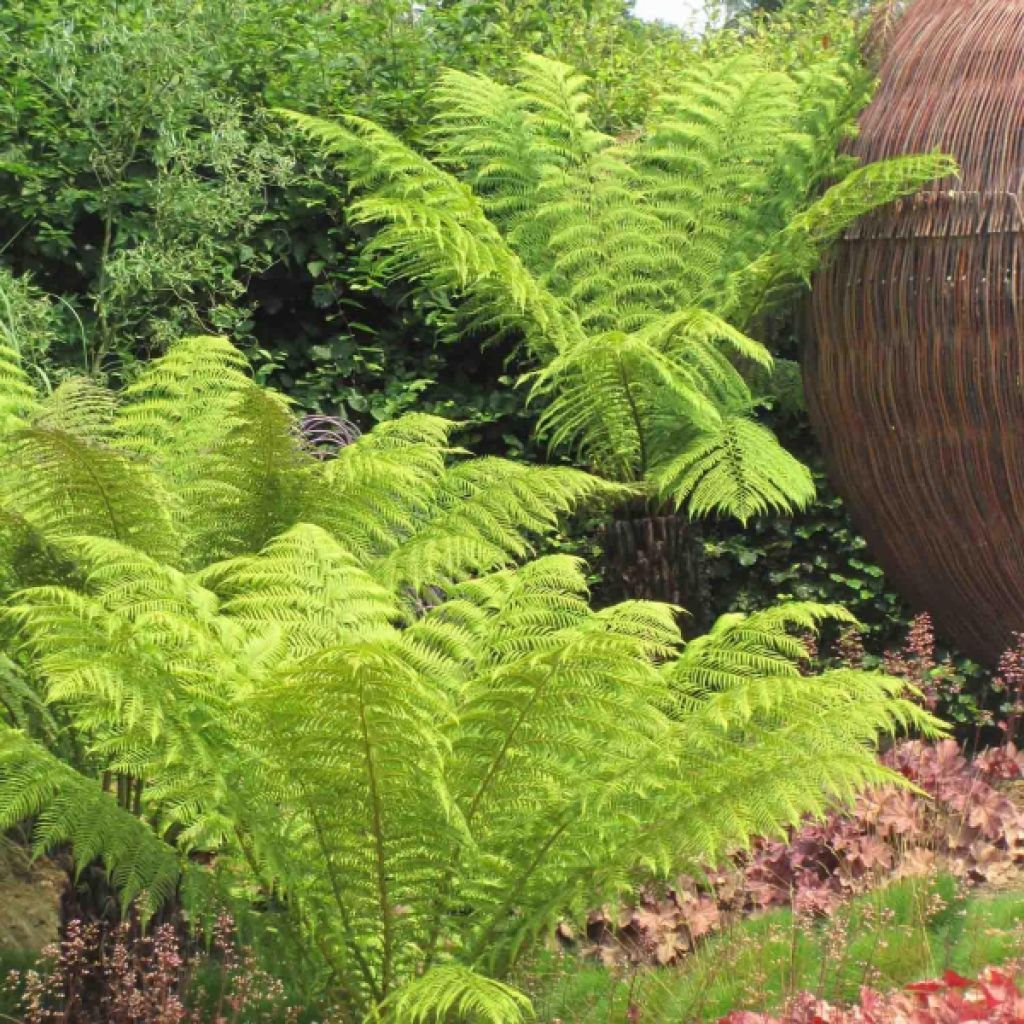 Dicksonia antarctica - Felce arborea