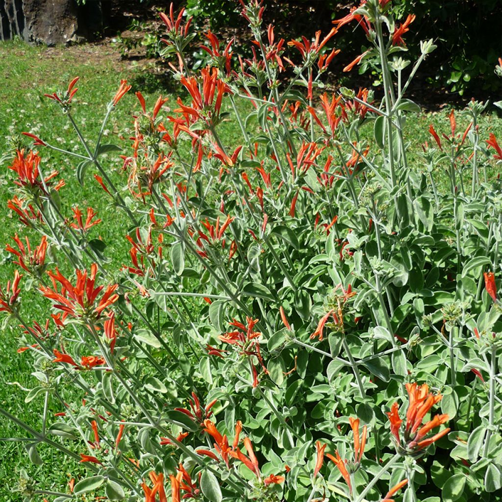 Dicliptera squarrosa