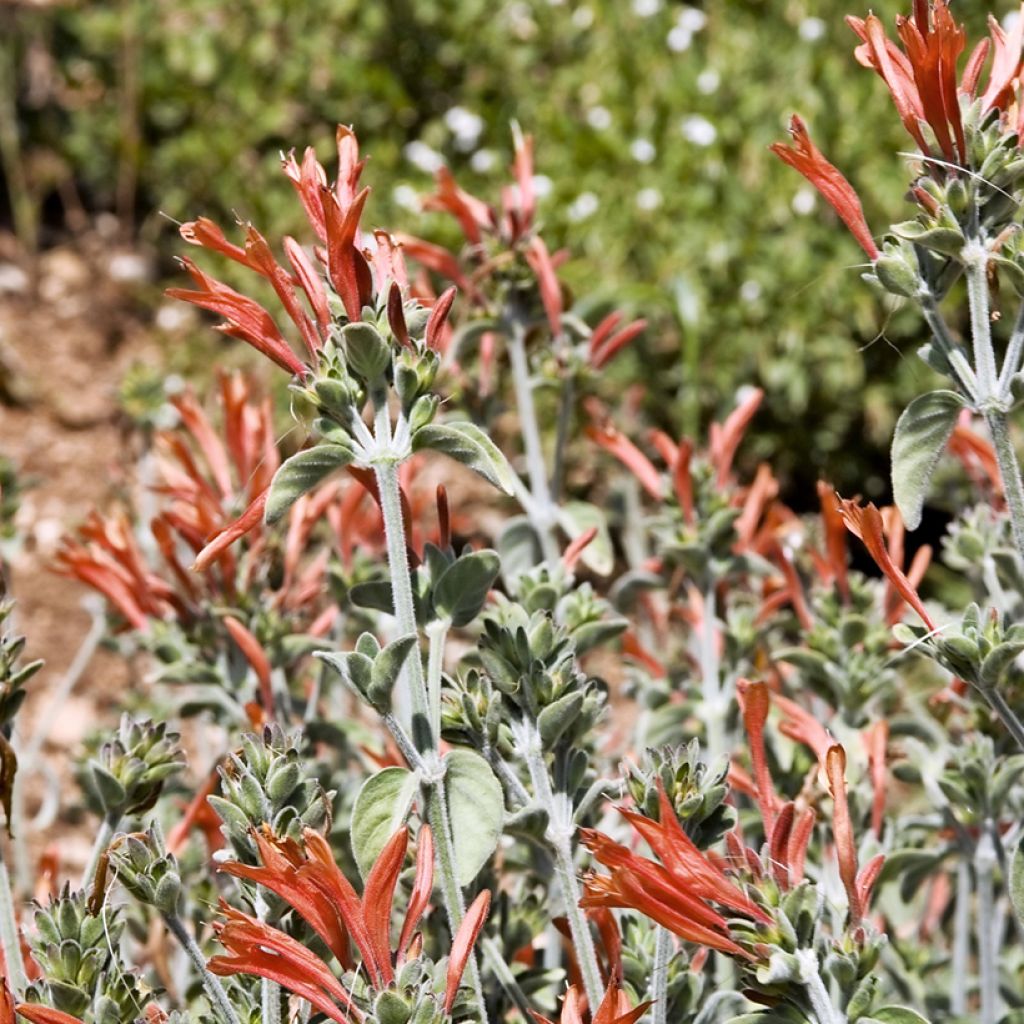 Dicliptera squarrosa