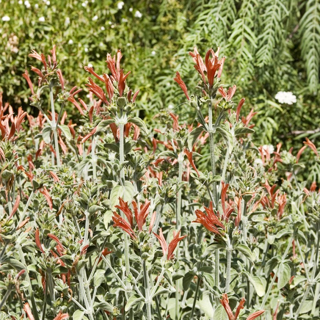 Dicliptera squarrosa