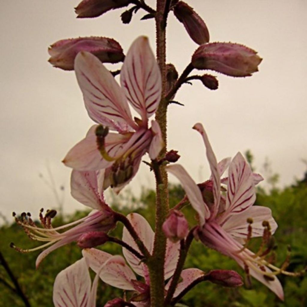 Dictamnus albus - Fraxinelle