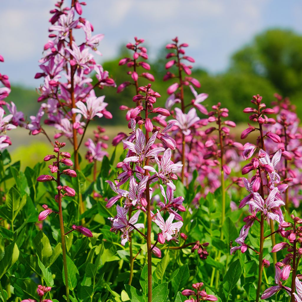 Dictamnus albus var. purpureus - Dittamo