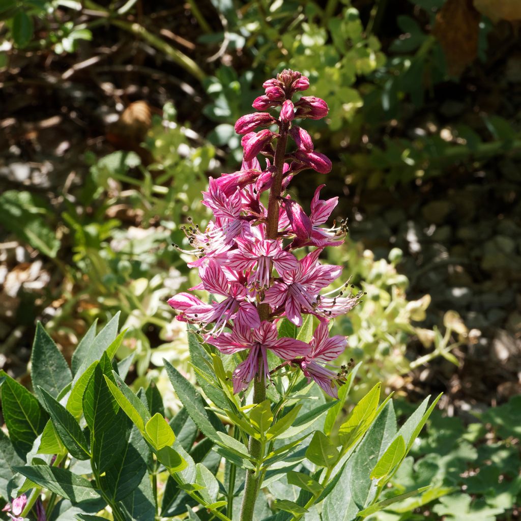 Dictamnus albus var. purpureus - Dittamo