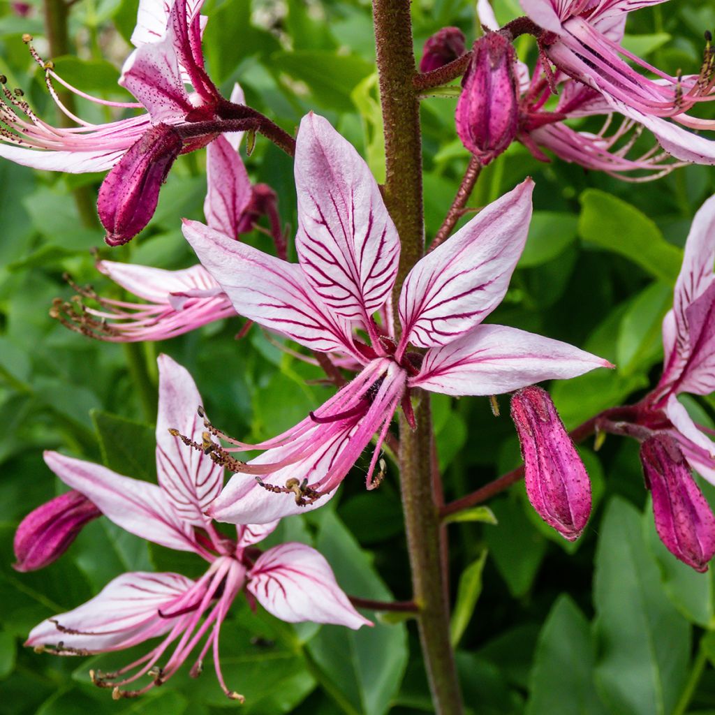 Dictamnus albus var. purpureus - Dittamo