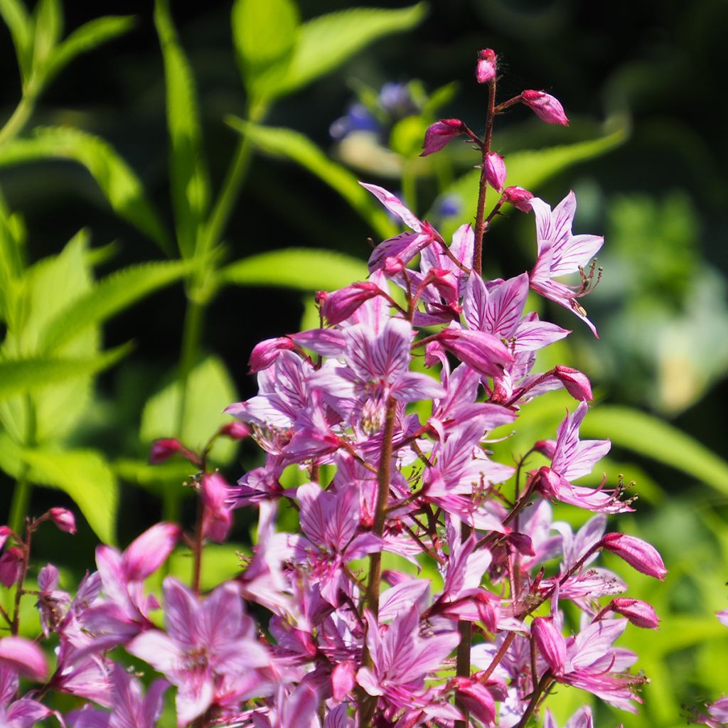 Dictamnus albus var. purpureus - Dittamo