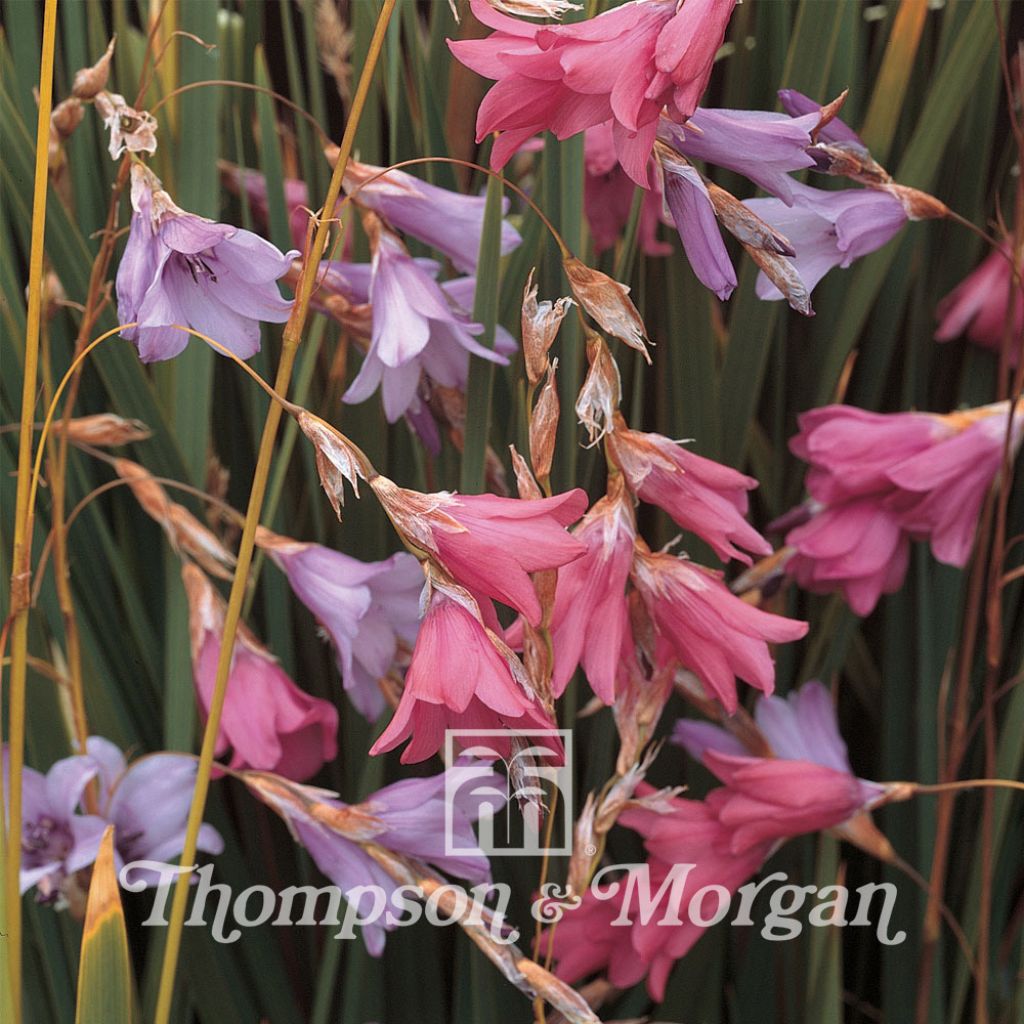 Dierama T&M Species Mixed 