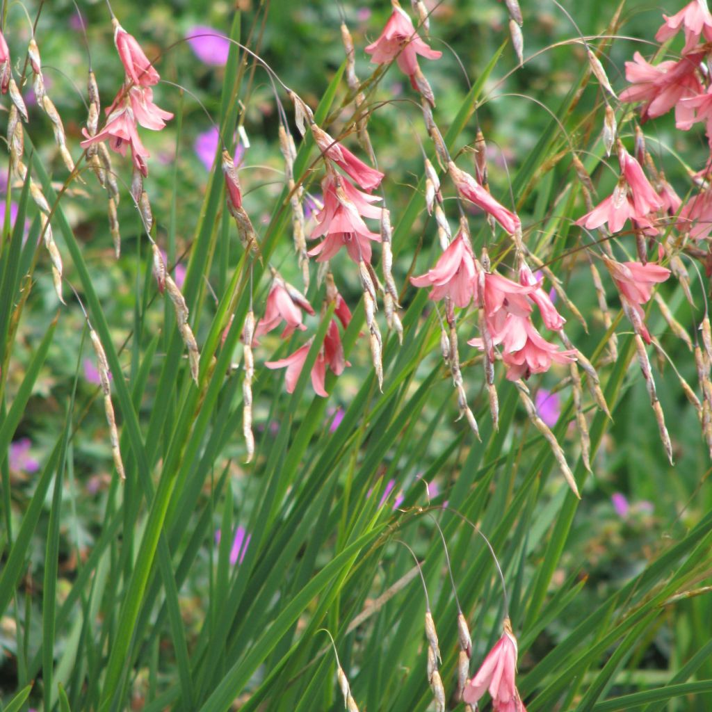 Canne à pêche des anges - Dierama igneum