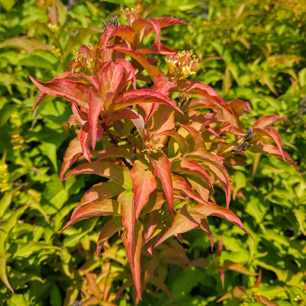 Diervilla Kodiak Orange