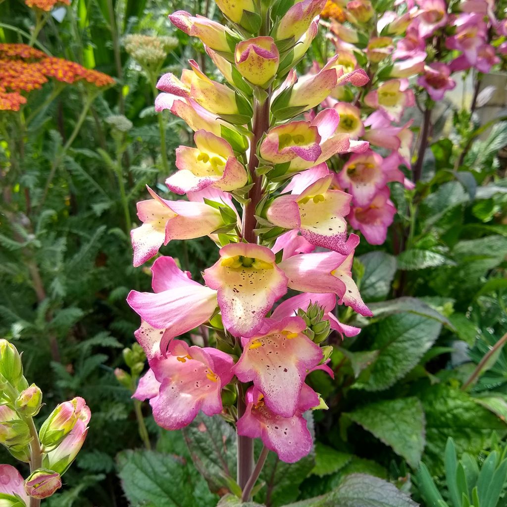 Digitalis Berry Canary - Digitale ibrido