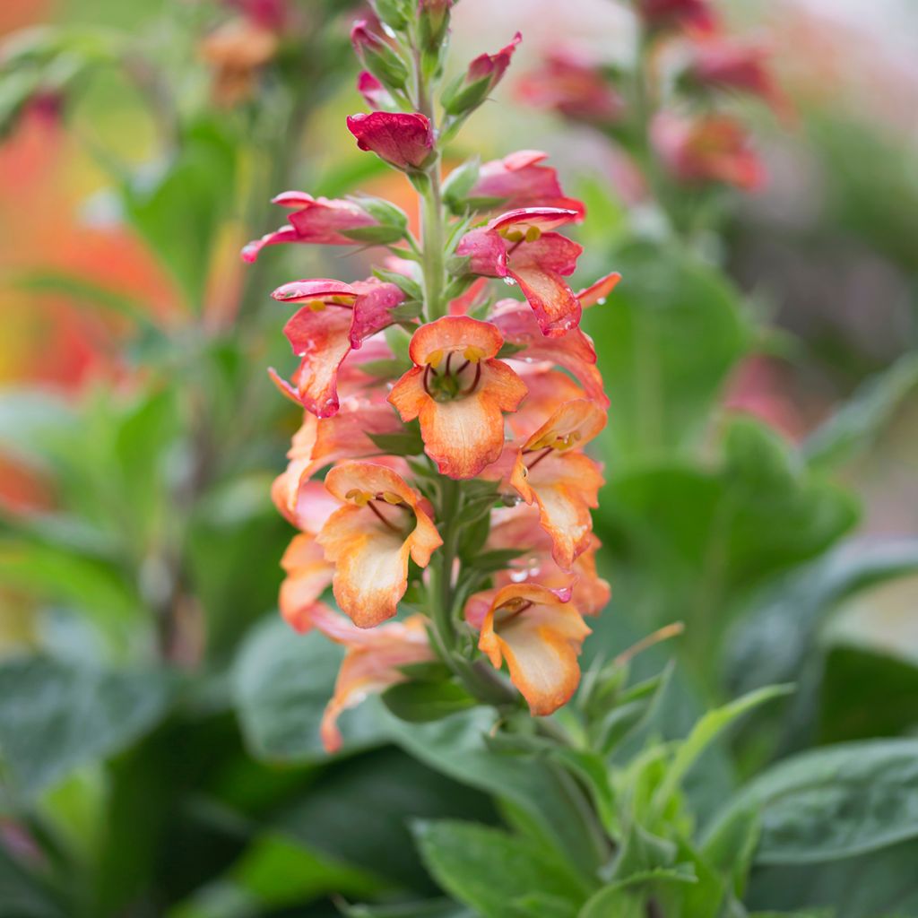 Digitalis Illumination Flame - Digitale ibrido