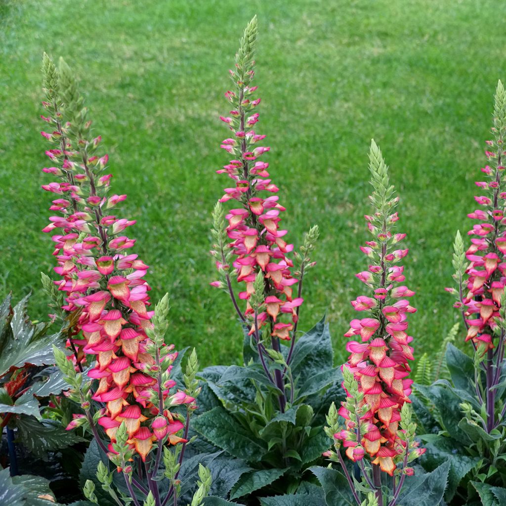 Digitalis Illumination Flame - Digitale ibrido