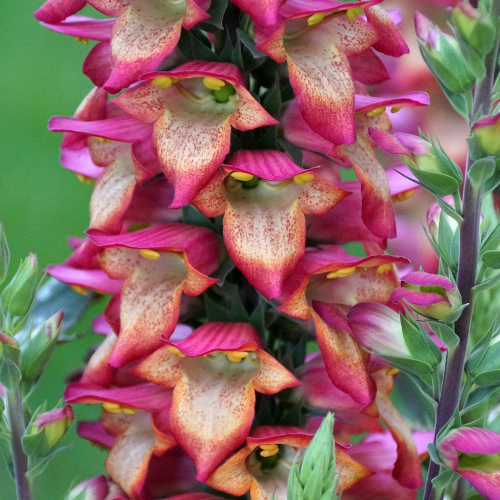 Digitalis Illumination Flame - Digitale ibrido