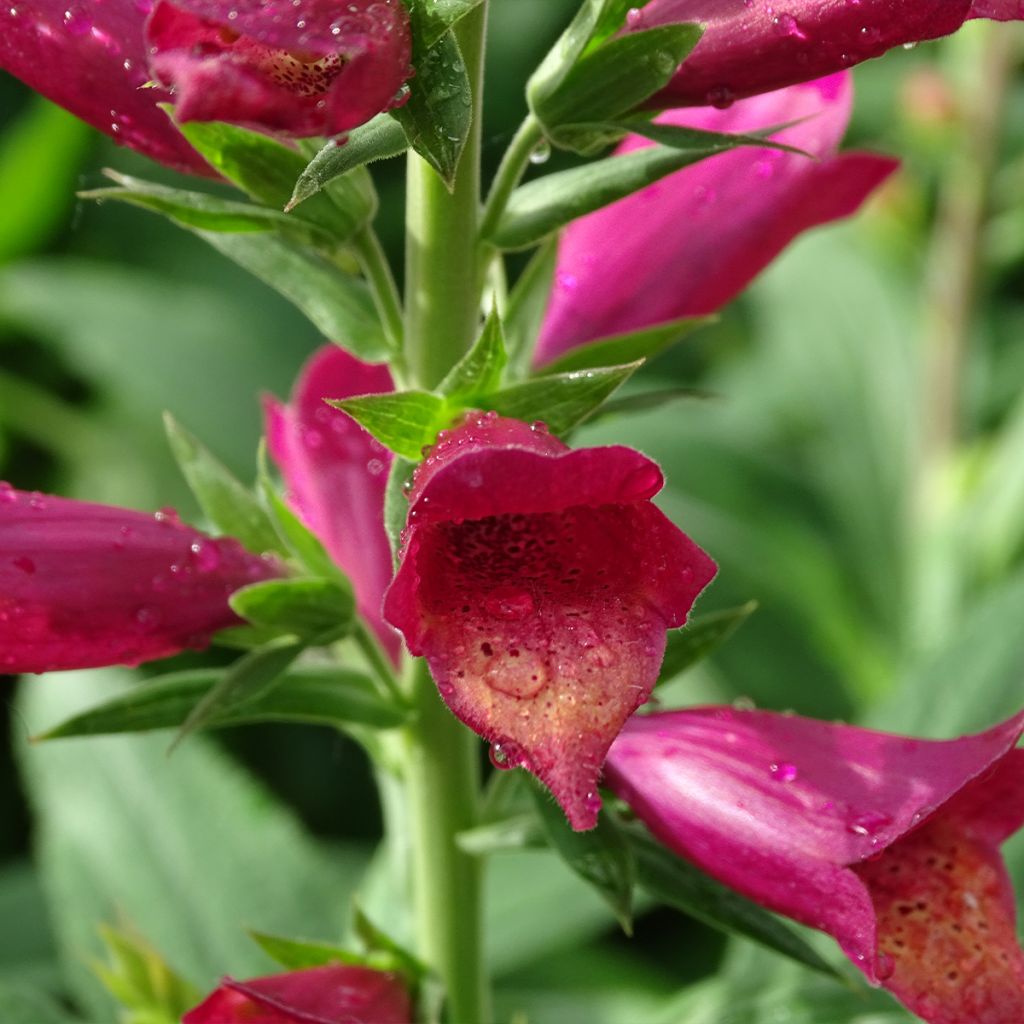 Digiplexis Illumination Raspberry - Digitalis hybride 